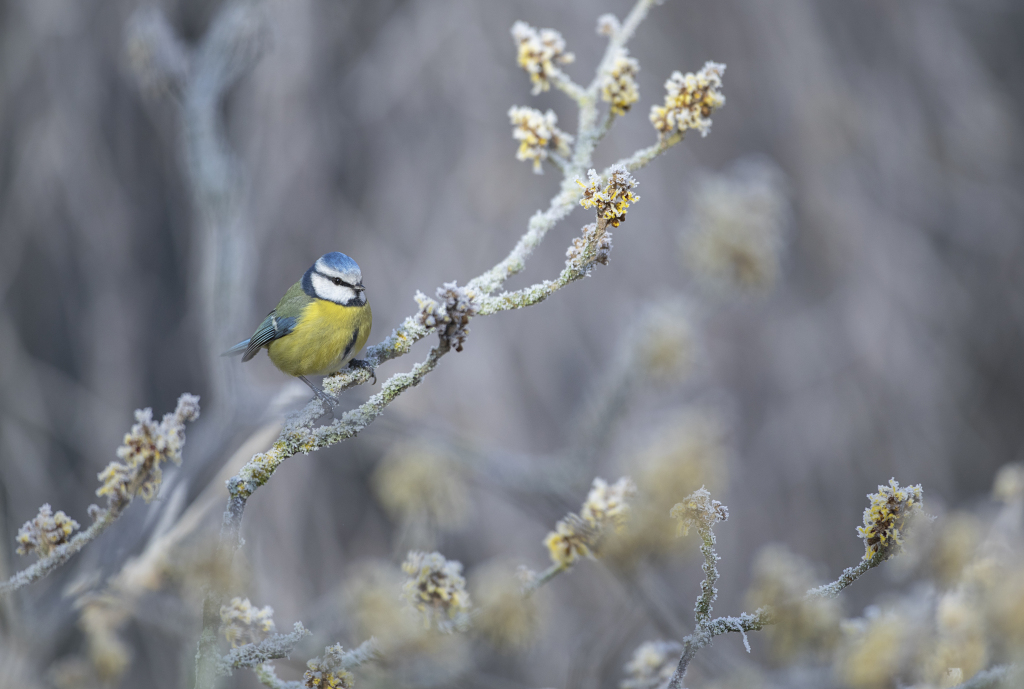 Blue Tit perched on icy branch