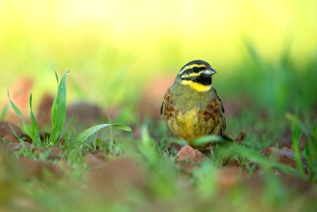 A brown, green and yellow bird (Cirl Bunting) perched on the ground among green grass.