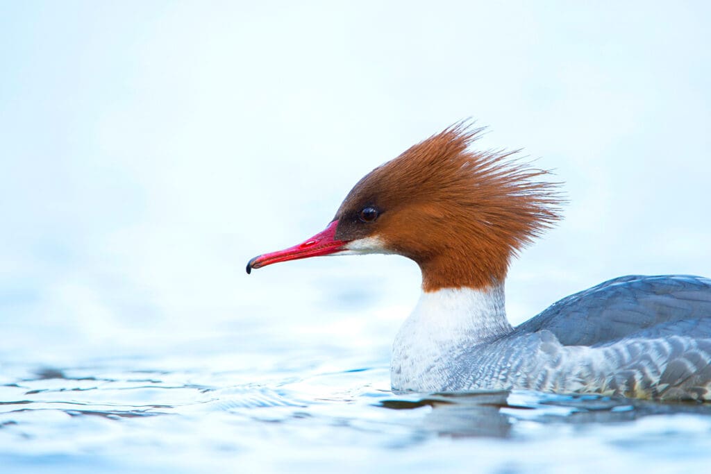 Female Goosander - a red-headed duck on the water