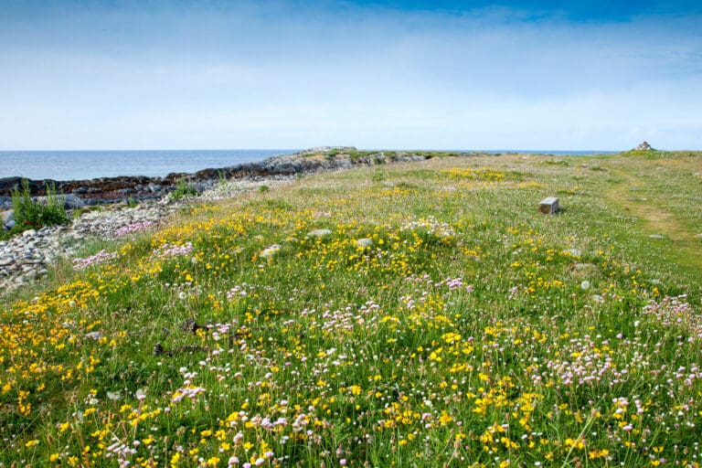 A colourful wildllower meadow