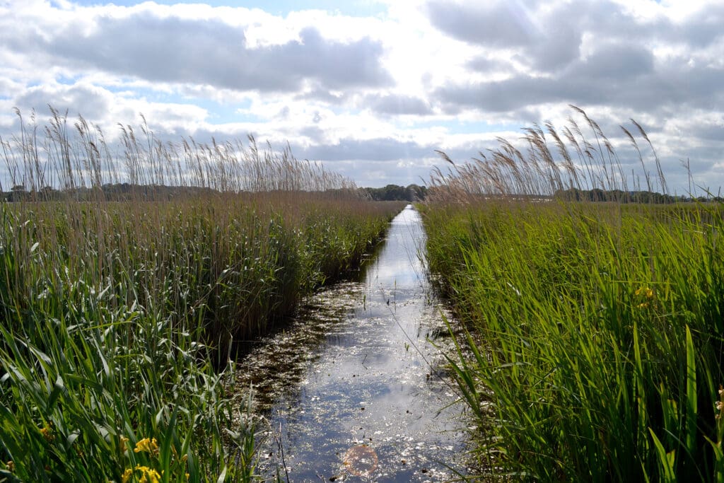 A channel through a reedbed at RSPB Minsmere