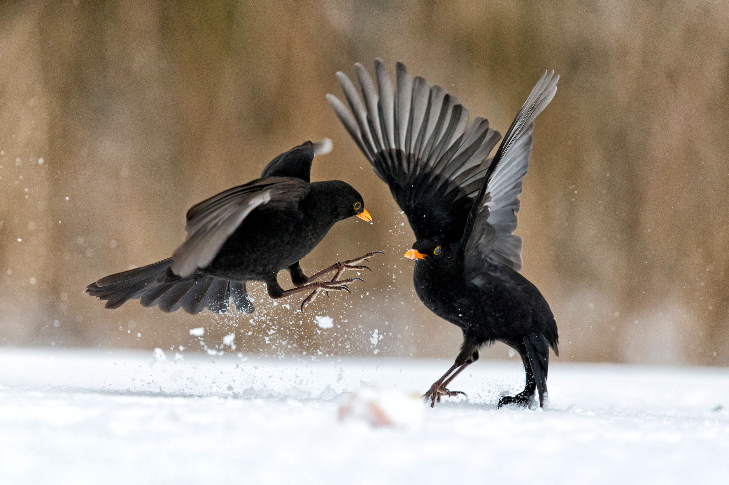 Blackbirds displaying