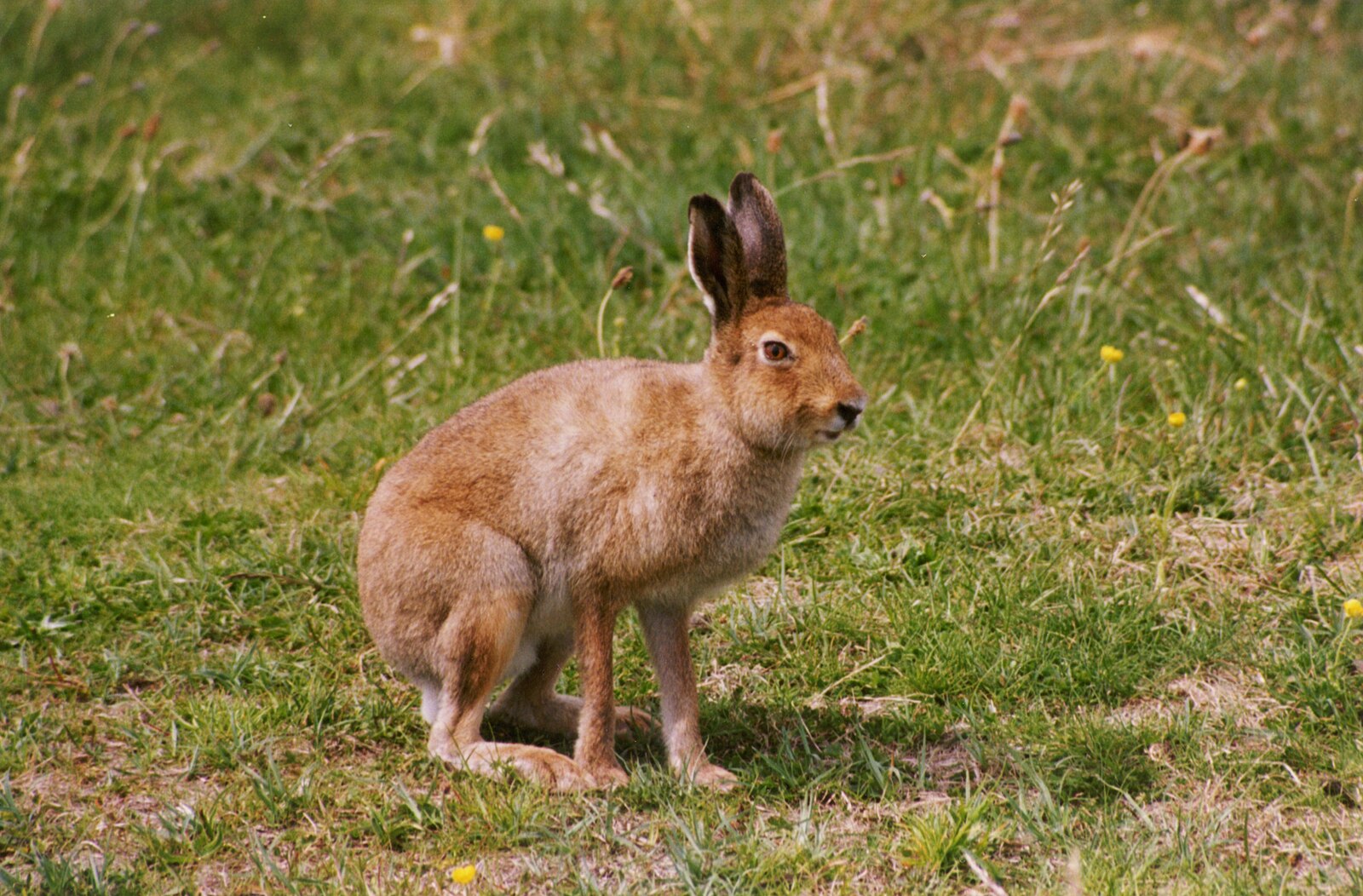 Female Irish Mountain Hare