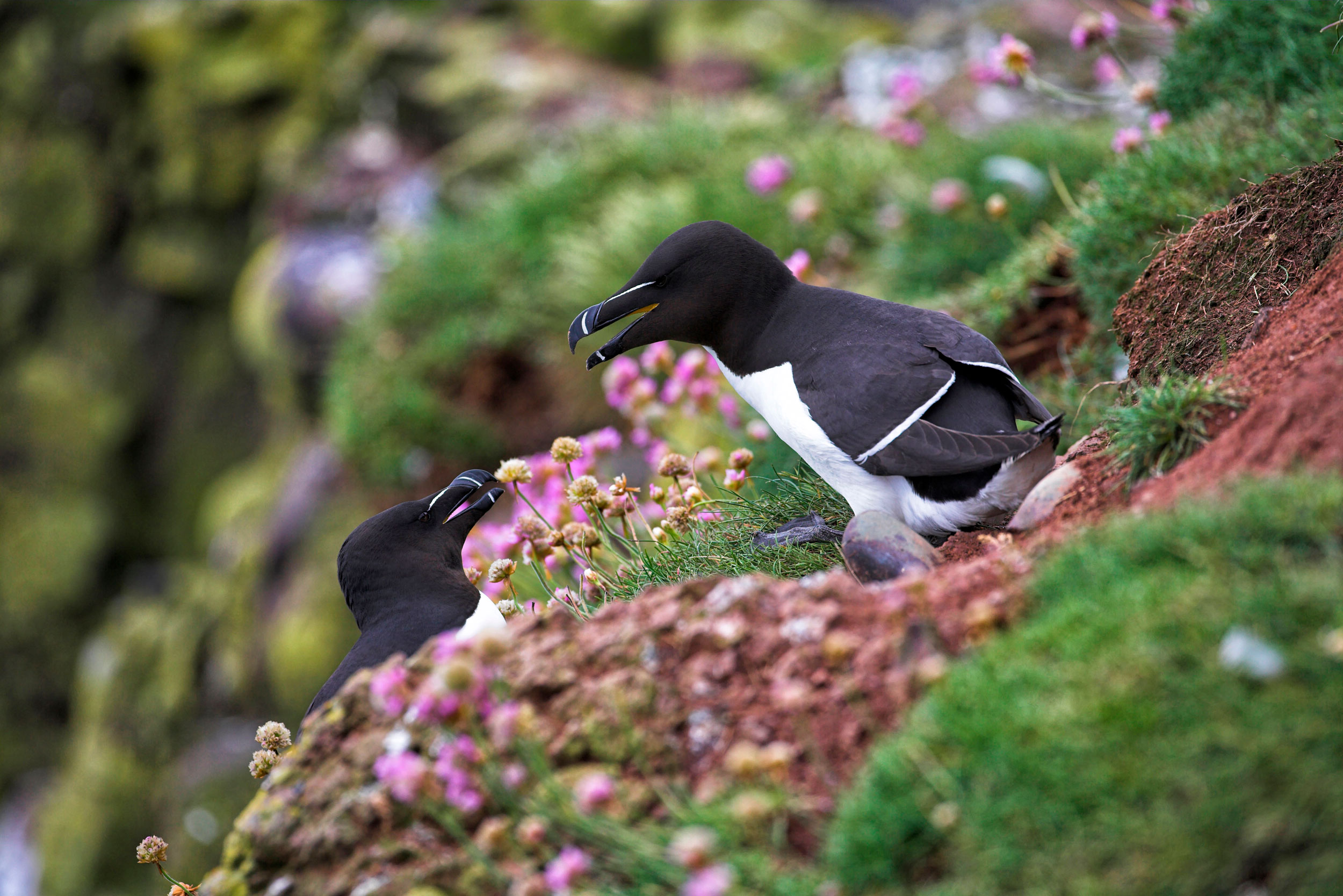 Razorbill on cliff