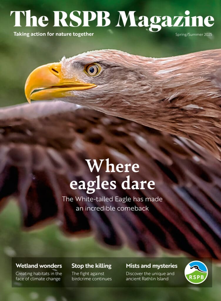 The RSPB Magazine Spring/Summer 2025 with flying White-tailed Eagle on the cover