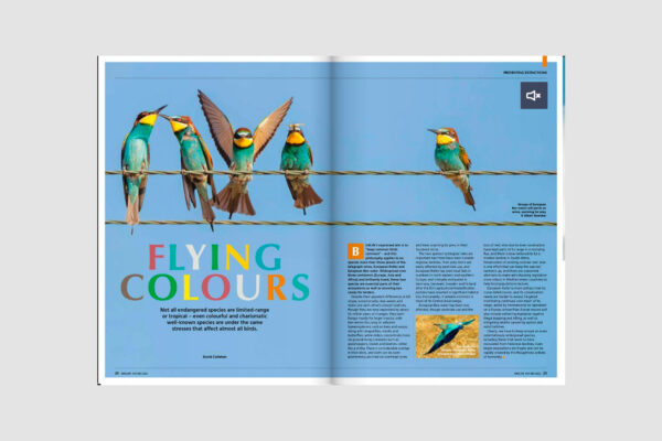 A colourful double-page spread in a magazine, showing brightly coloured birds perched on a wire, with accompanying text.