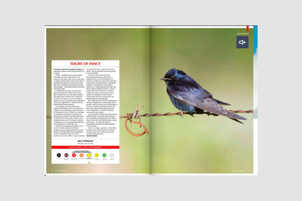 A double page spread of a magazine showing a dark blue bird perched on a wire, with accompanying text