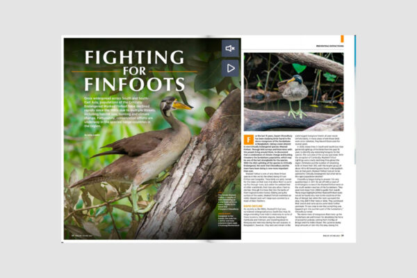 Double page spread of a magazine showing a long necked bird on a tree trunk, with accompanying text.