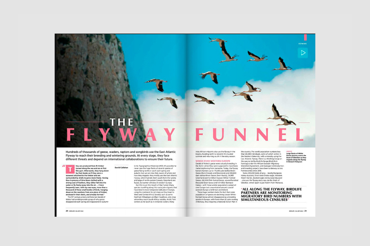 A double=page spread in a magazine showing an imagine of large birds in flight above example text