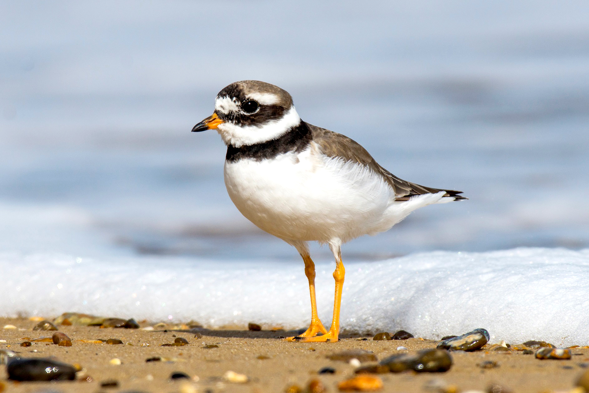 A white, brown and black bird with orange bill and legs standing on the shore.