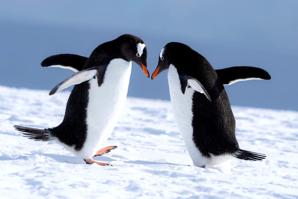 Two Penguins beak to beak on the ice