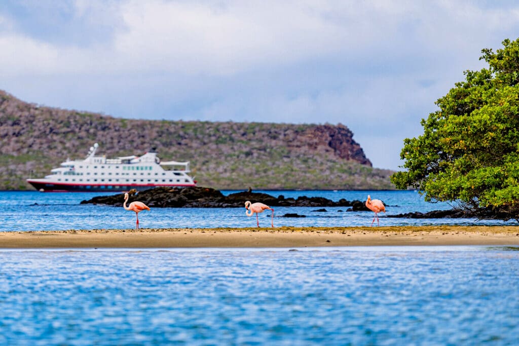 A cruise ship in water behind some flamingos
