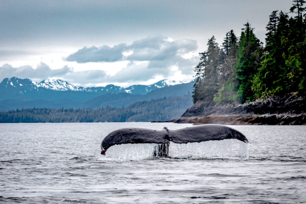 A whale's fluke tail rising from the water, pine trees and mountains in the background