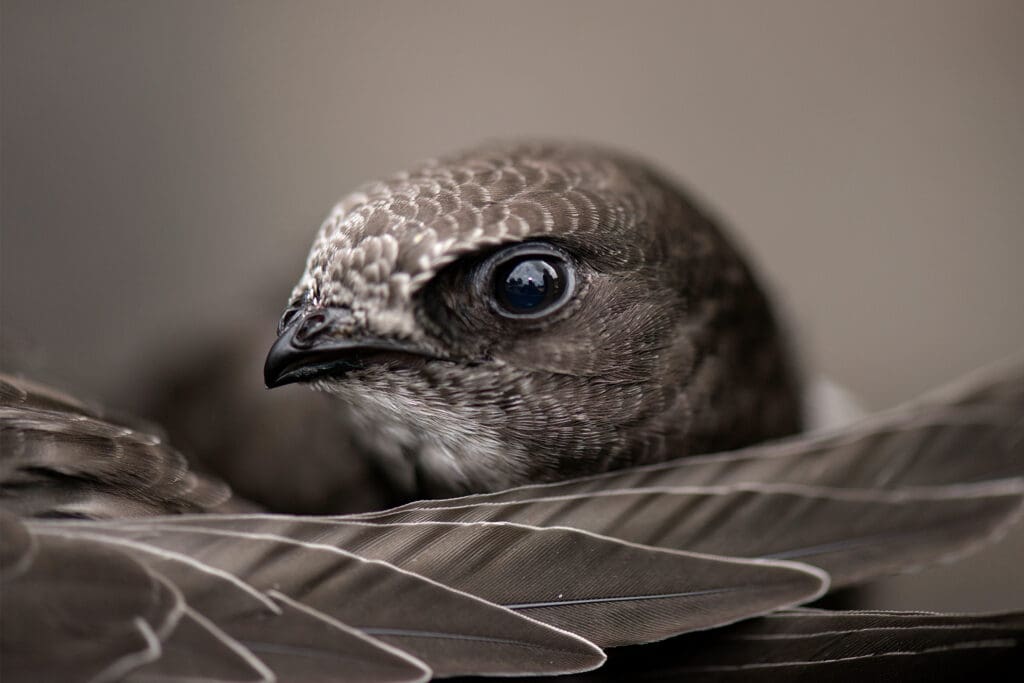 Close-up of a Swift