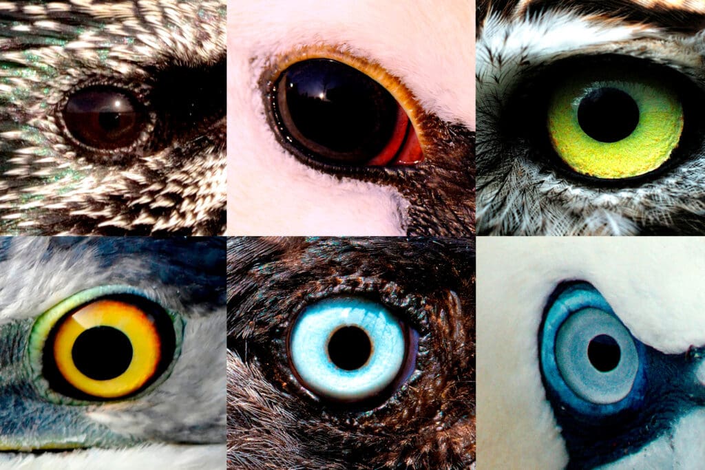 Six different bird species’ eyes to show variation in colour