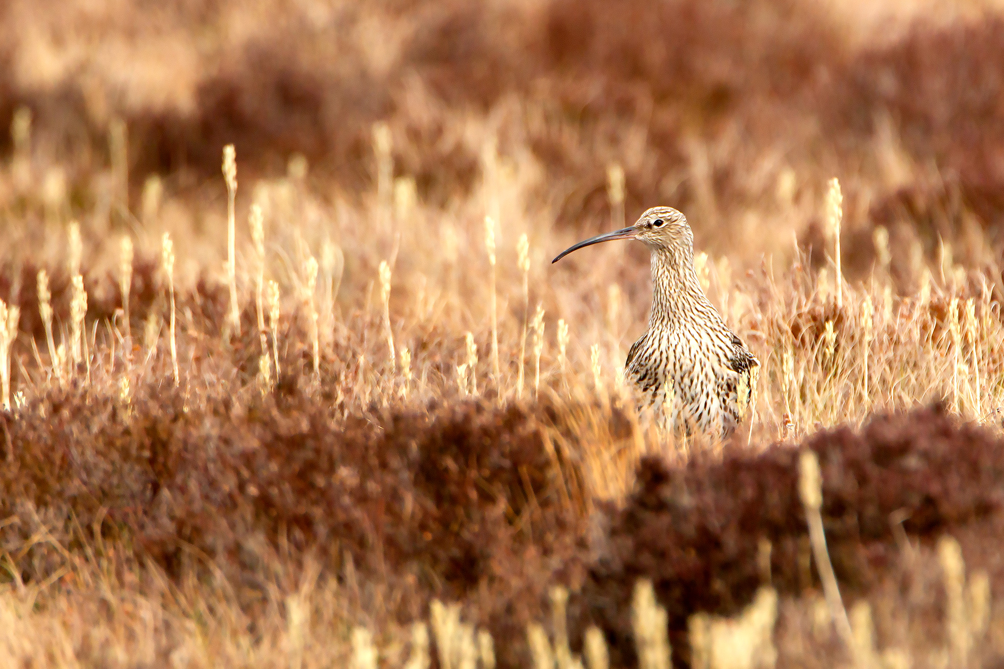 Curlew in moorland