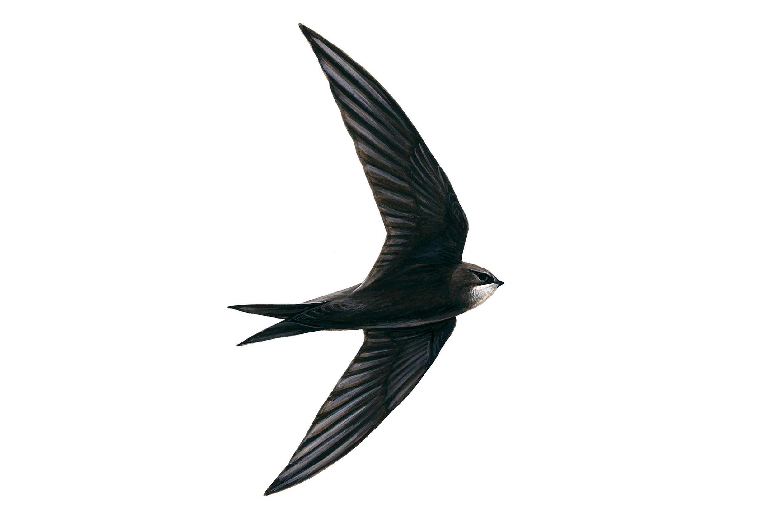 Illustration of a Swift