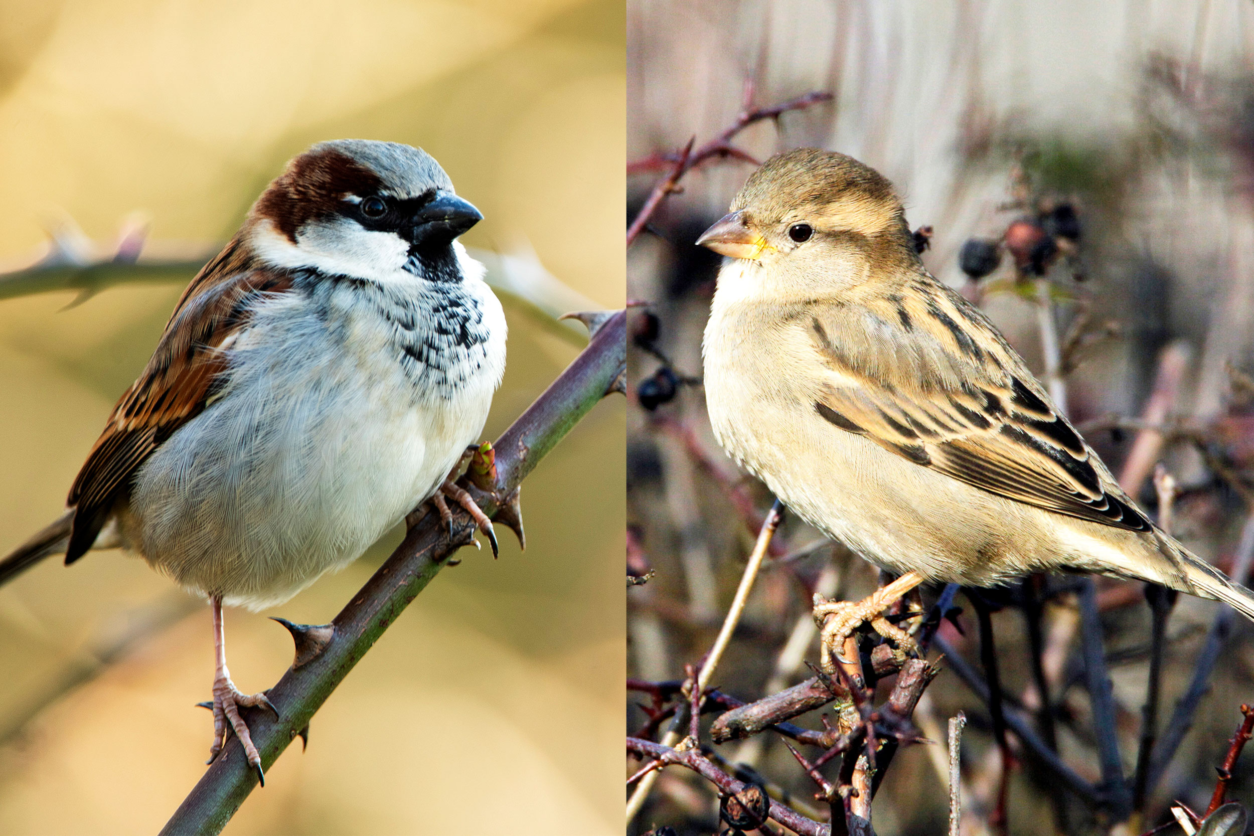 Male House Sparrow and female House Sparrow