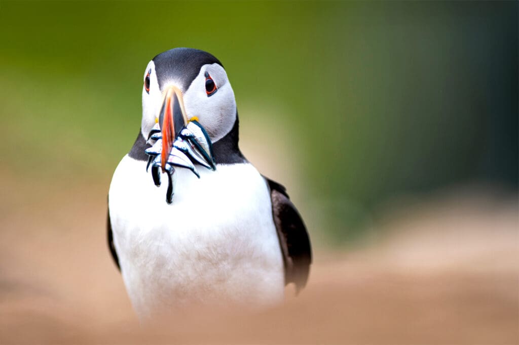 Puffin with sandeels