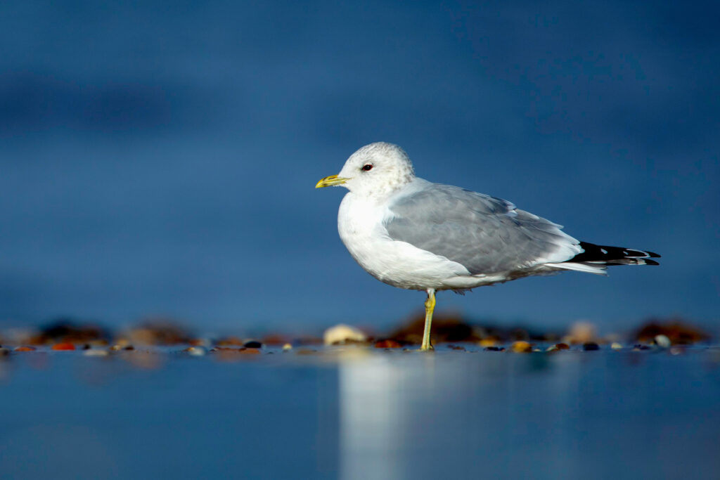 A grey and white gull standing in a blue watery setting