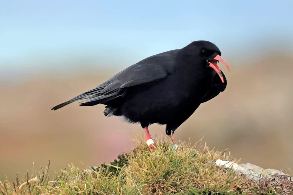 Chough