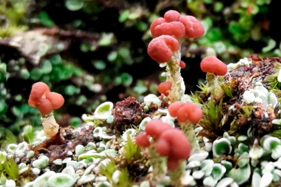 Cladonia peziziformis lichen at RSPB South Stack