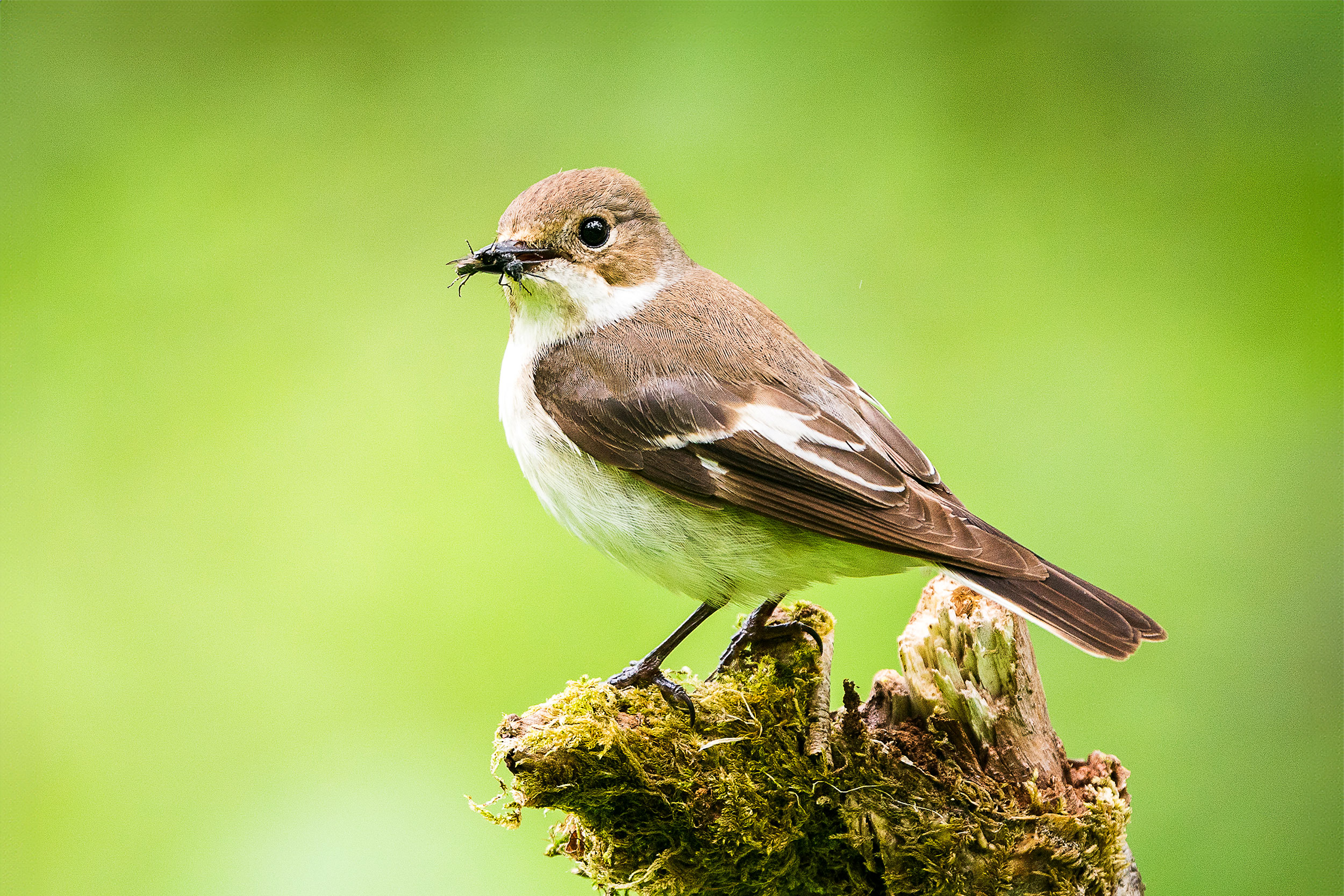 Female Pied Flycatcher