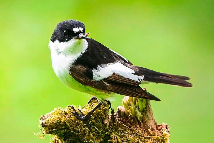 Male Pied Flycatcher