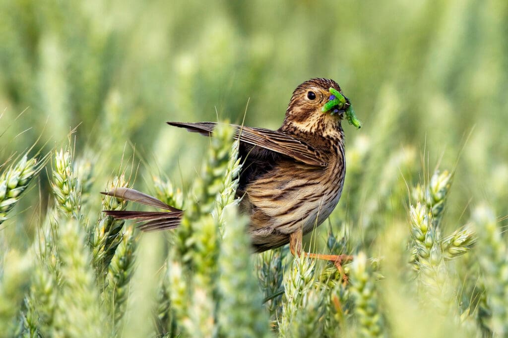 Corn Bunting