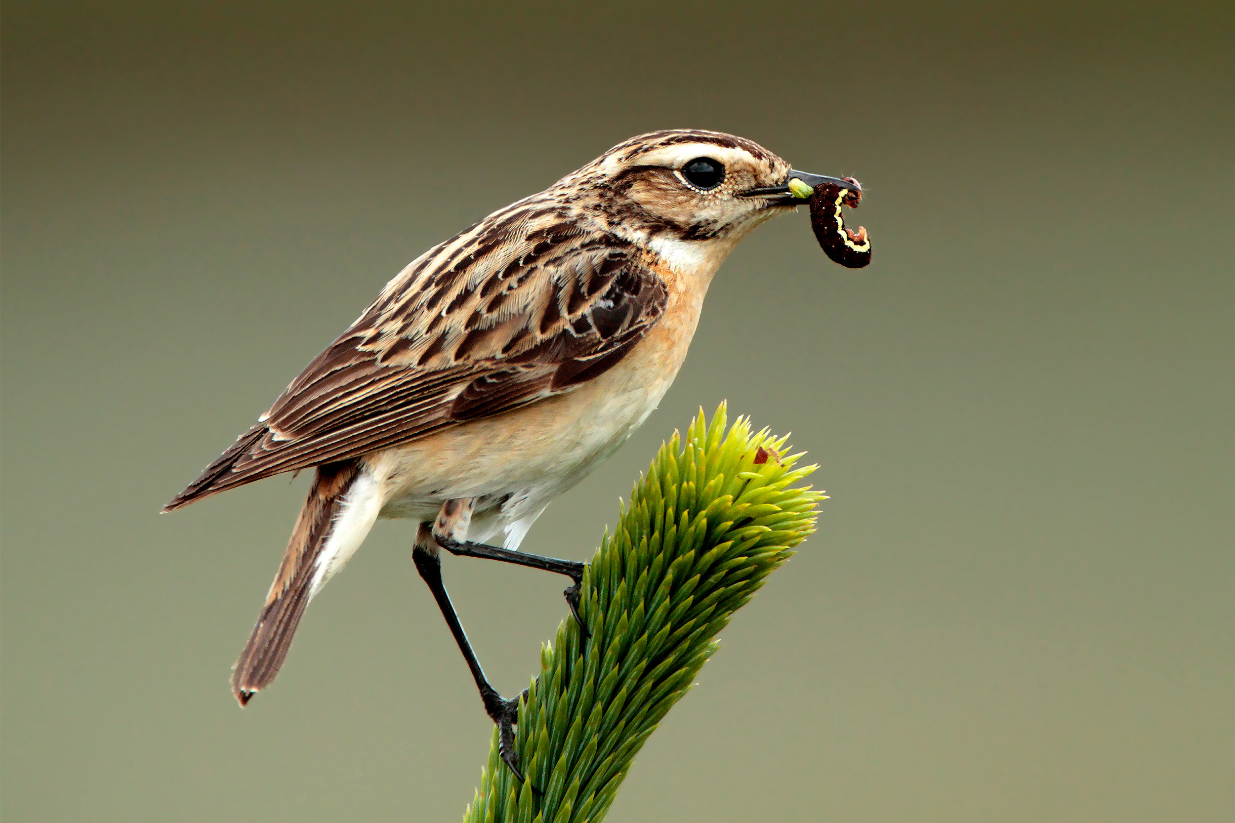 Whinchat