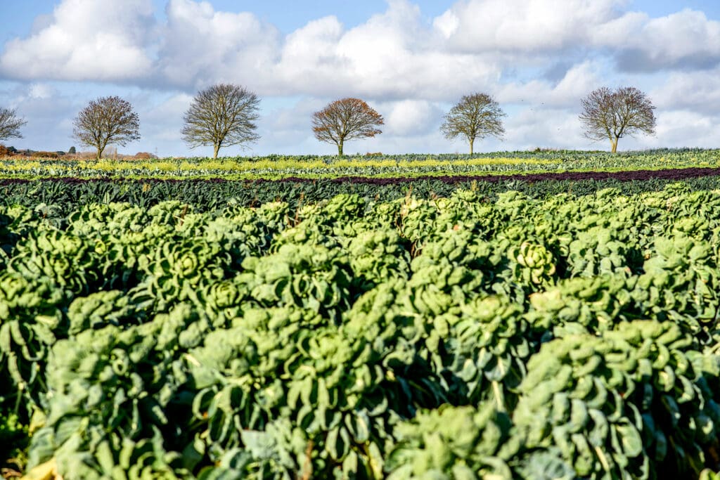 Farmland with trees in the distance