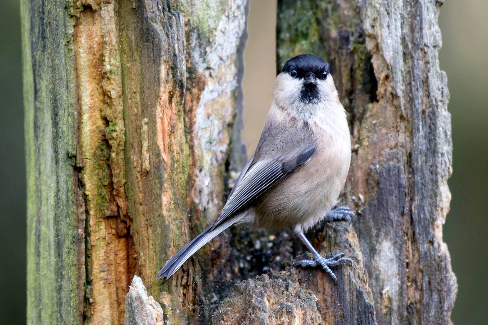 Willow Tit