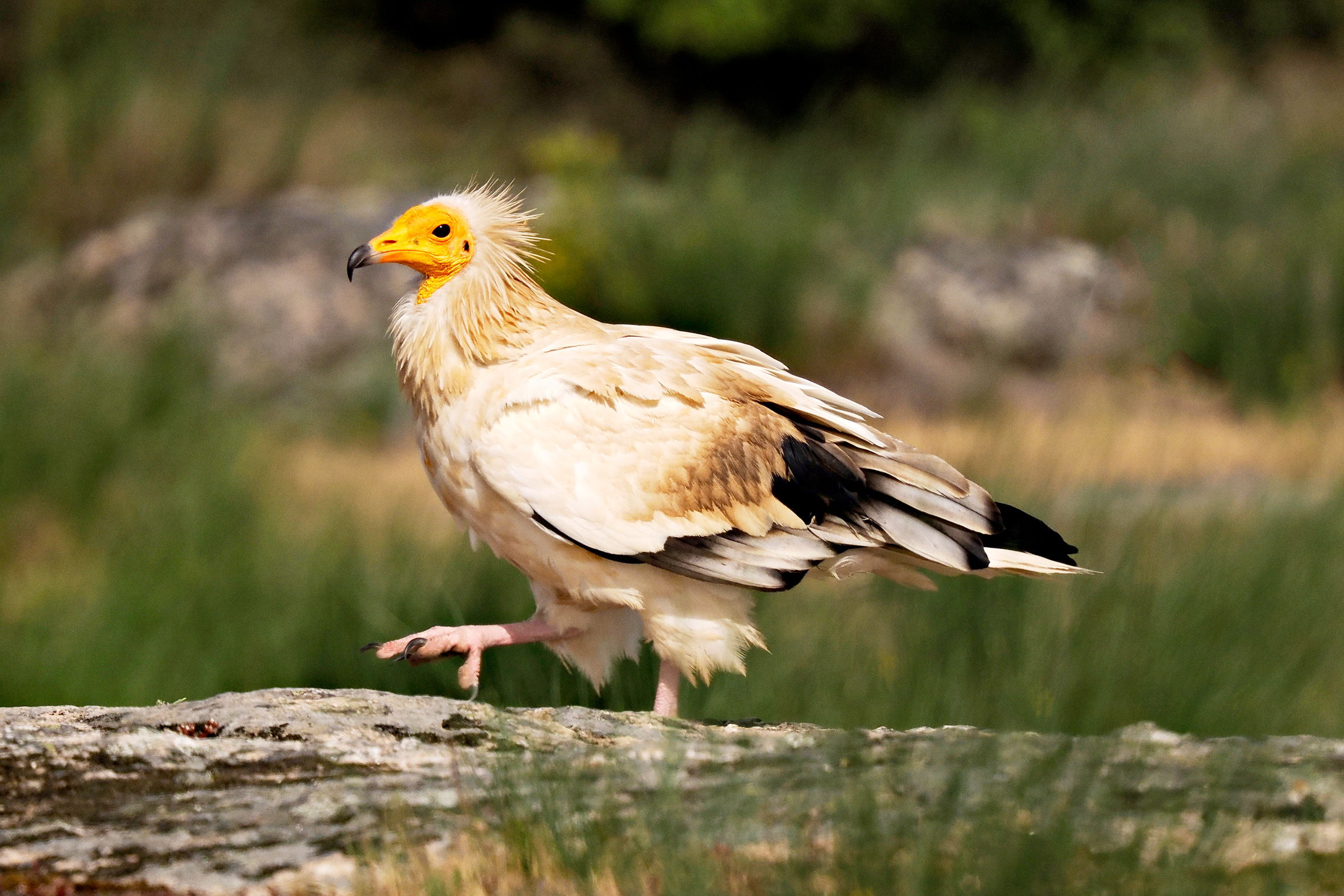 Egyptian Vulture