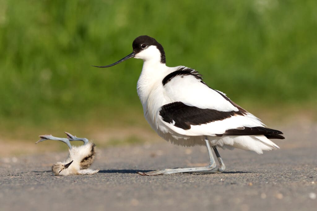 Avocet and chick