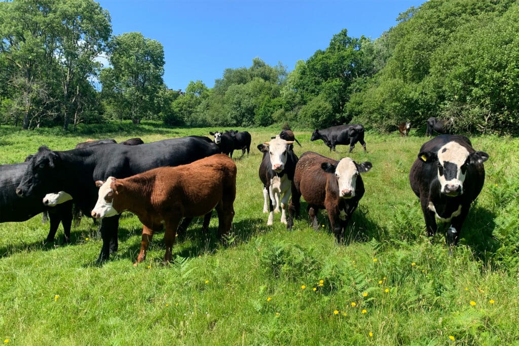 Cattle at Farm Wilder