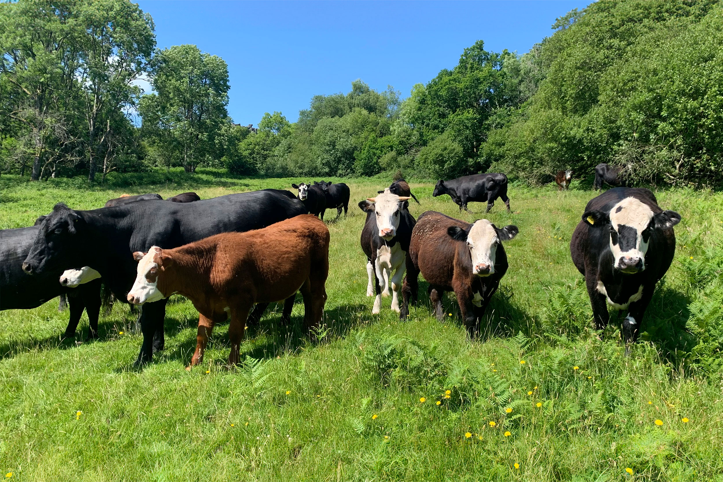 Cattle at Farm Wilder