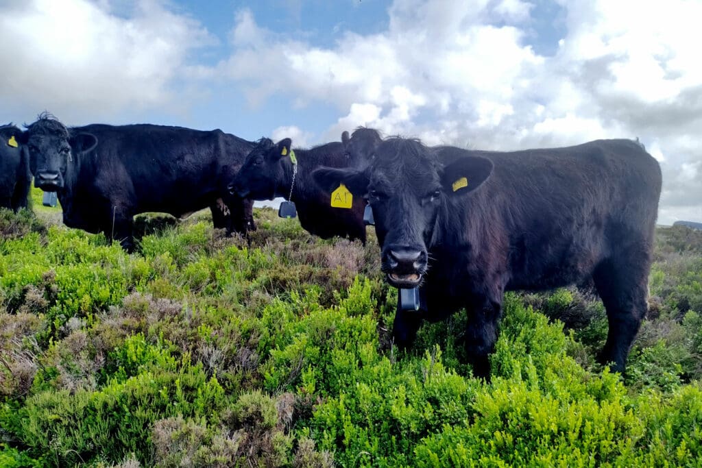 Cattle in field