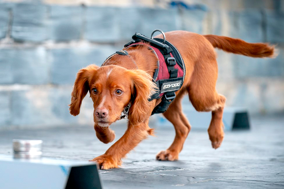 Jinx the detection dog