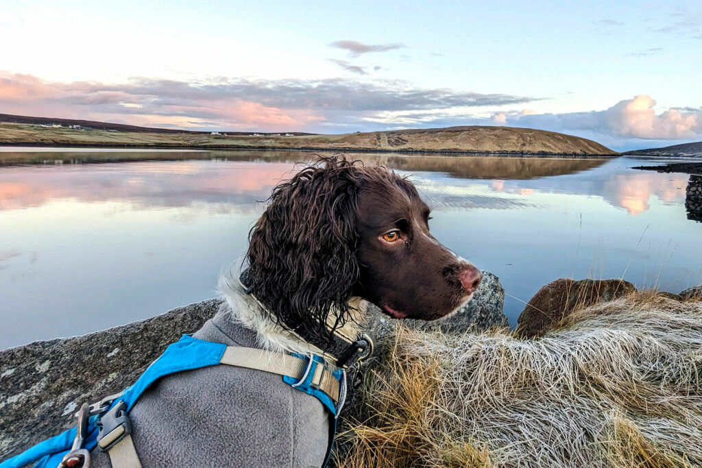 Reid the detection dog