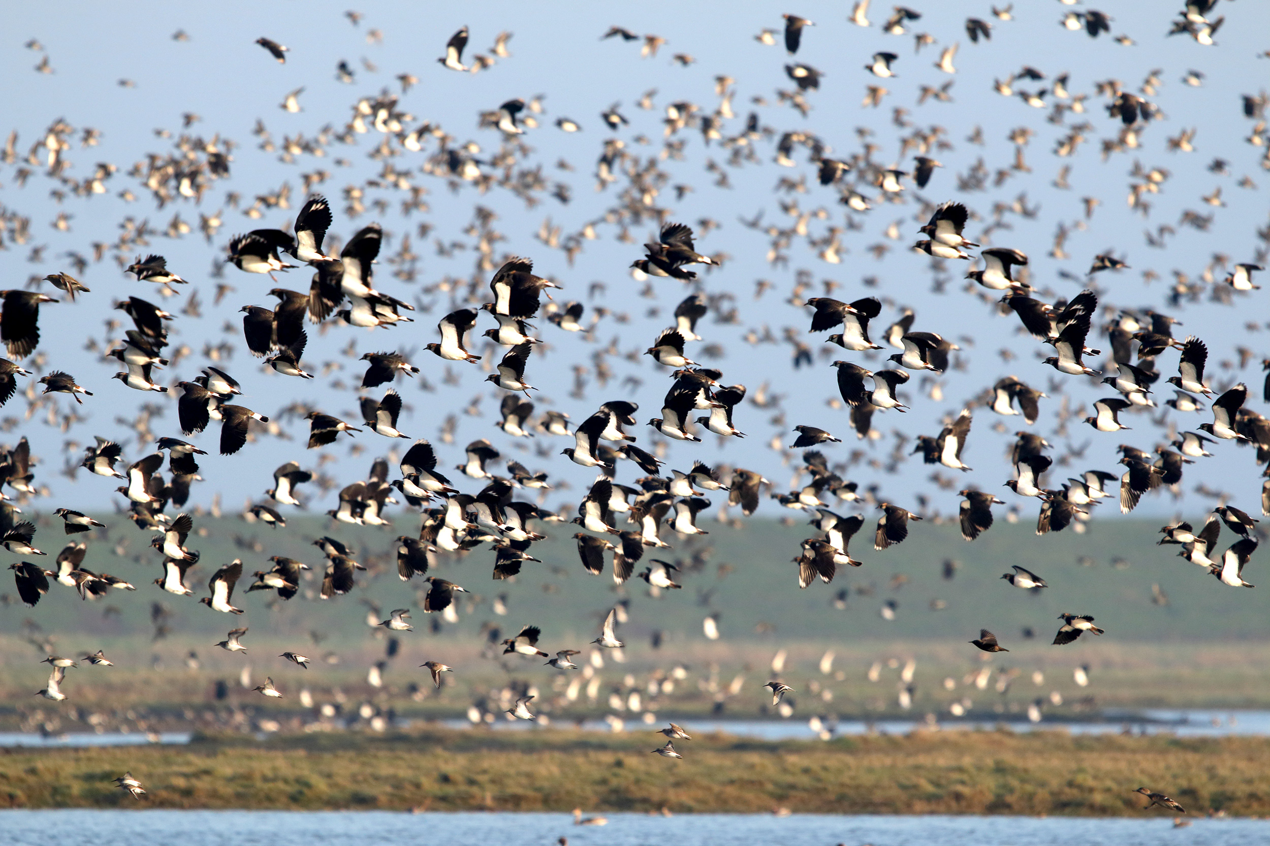 Flock of Lapwings