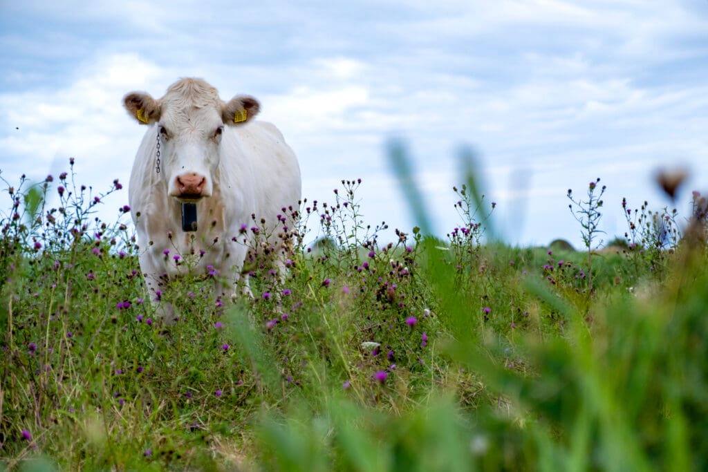 Cow with a Nofence collar