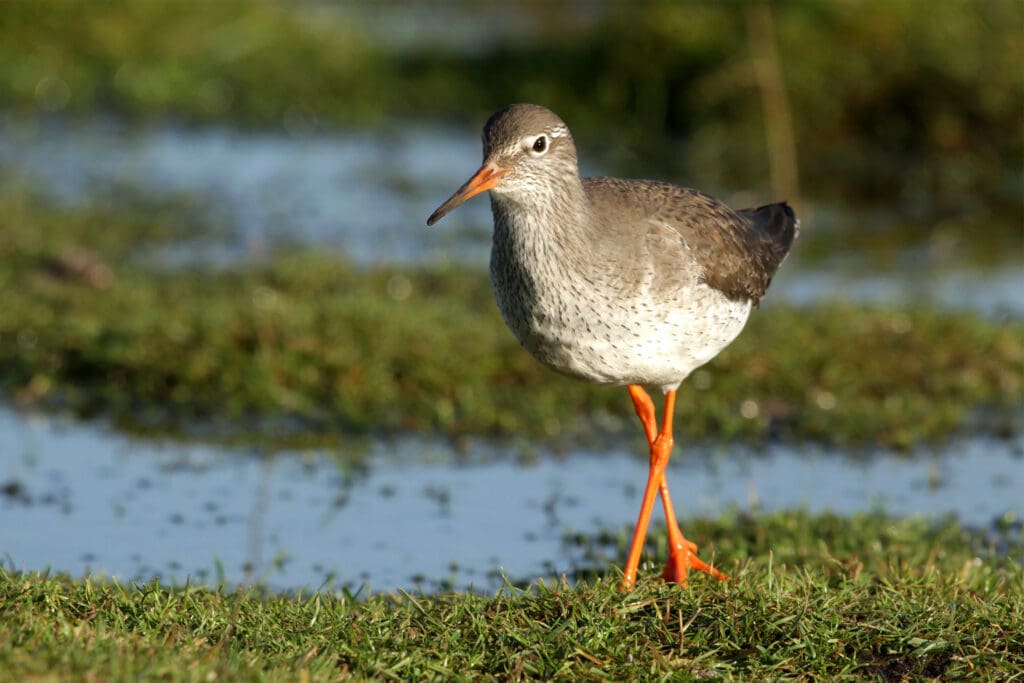 Redshank