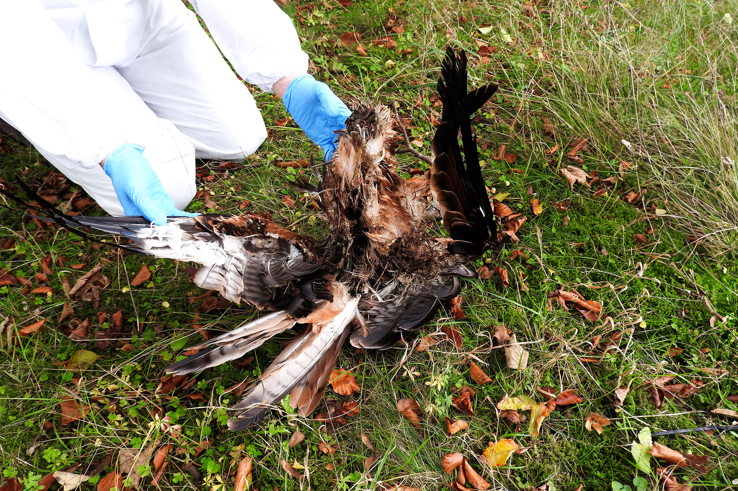 Poisoned and shot Red Kite