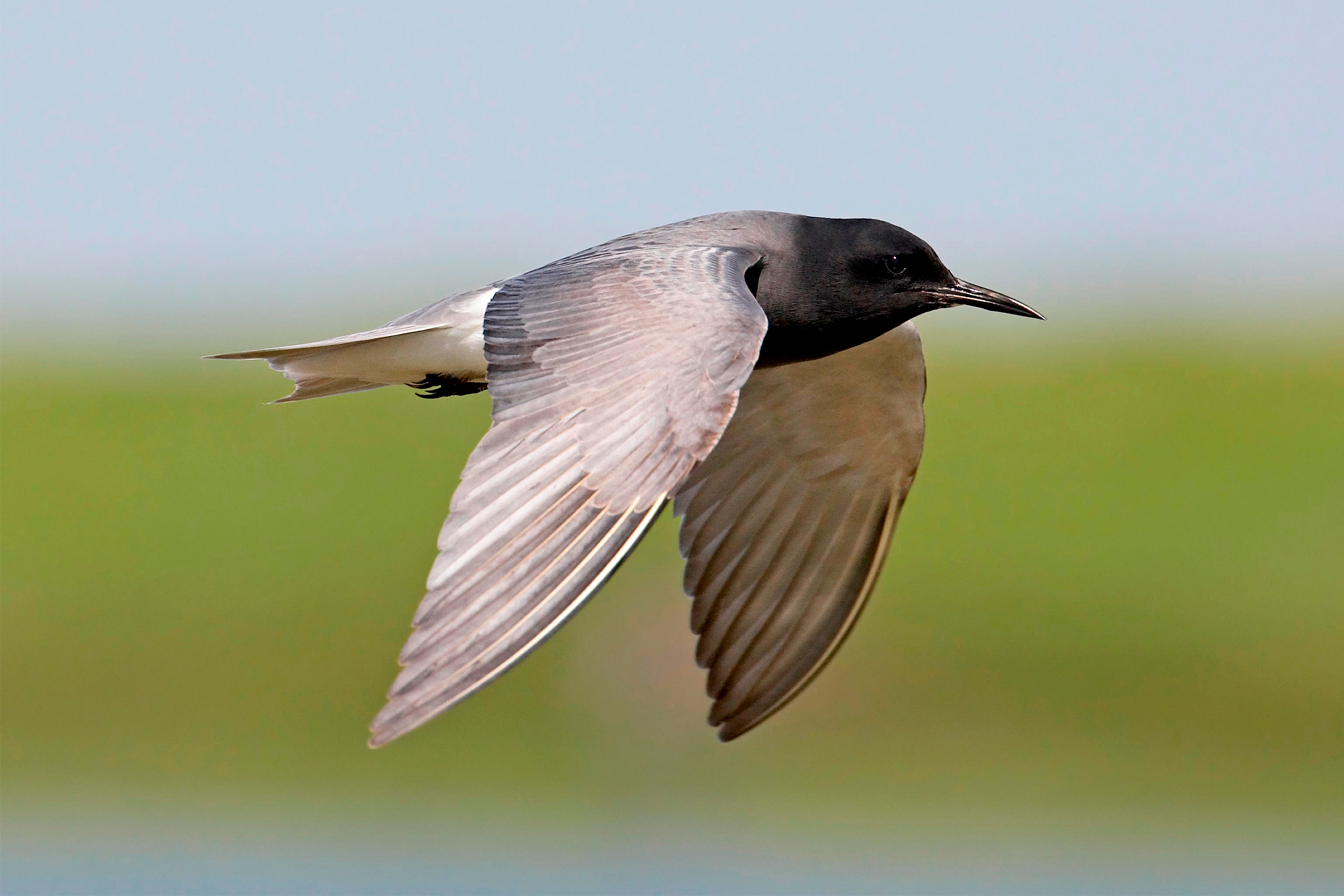 A Black Tern in flight