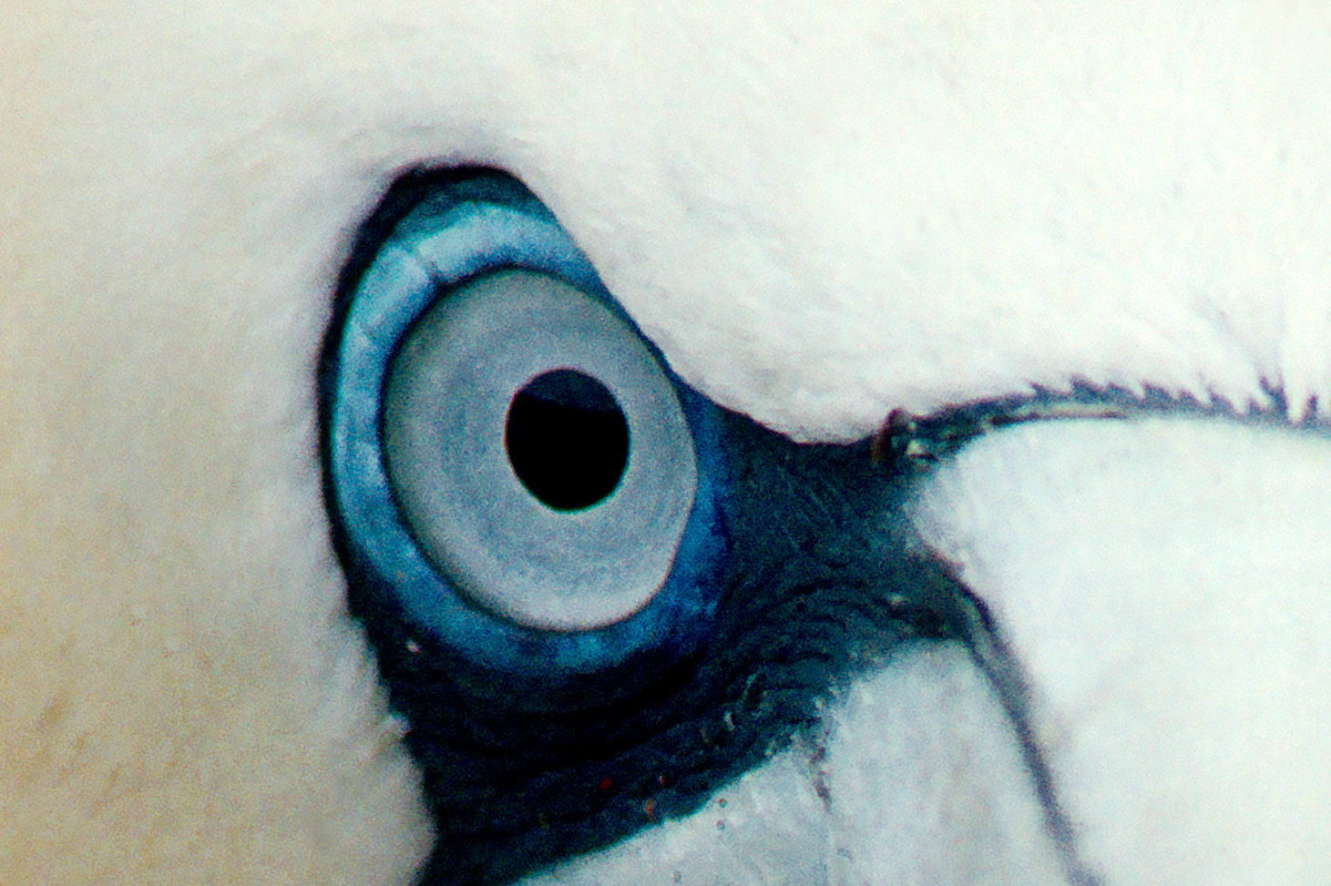 Close-up of a Gannet’s eye