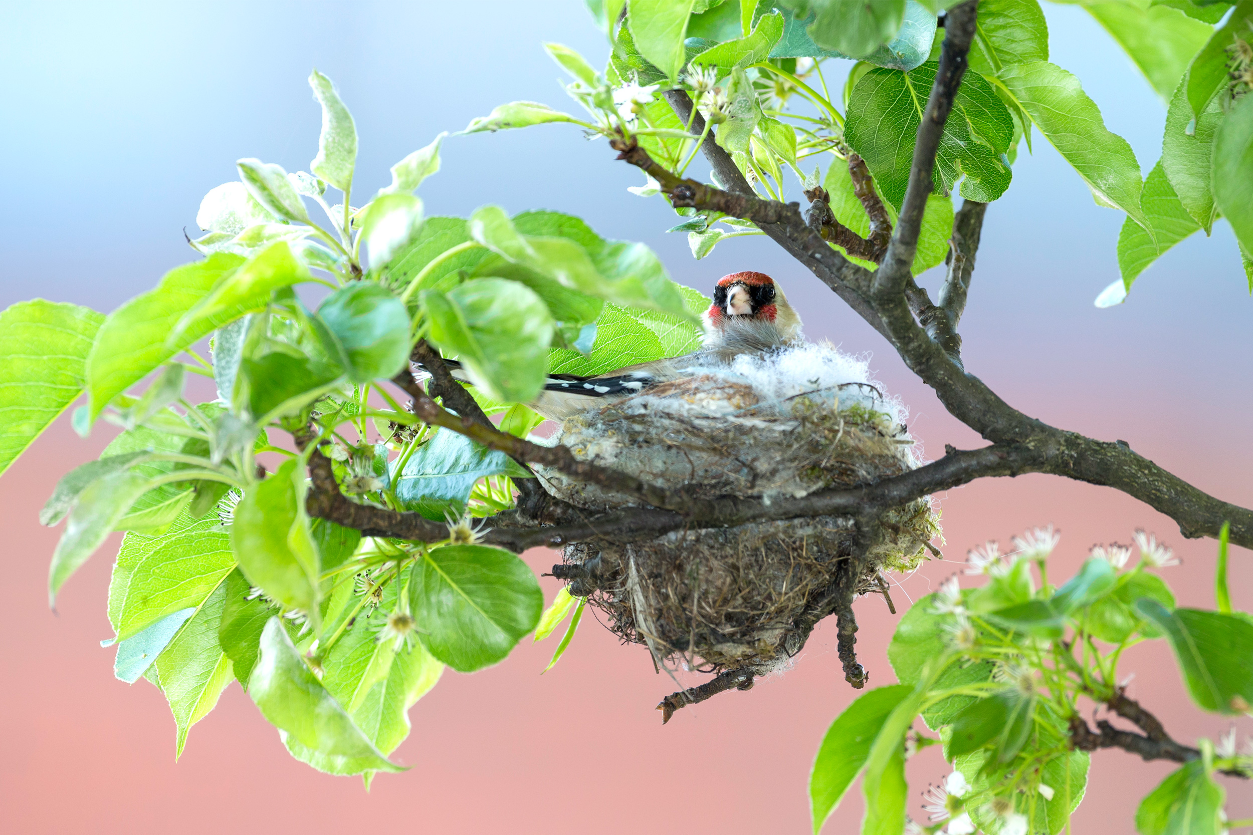 A Goldfinch on its nest