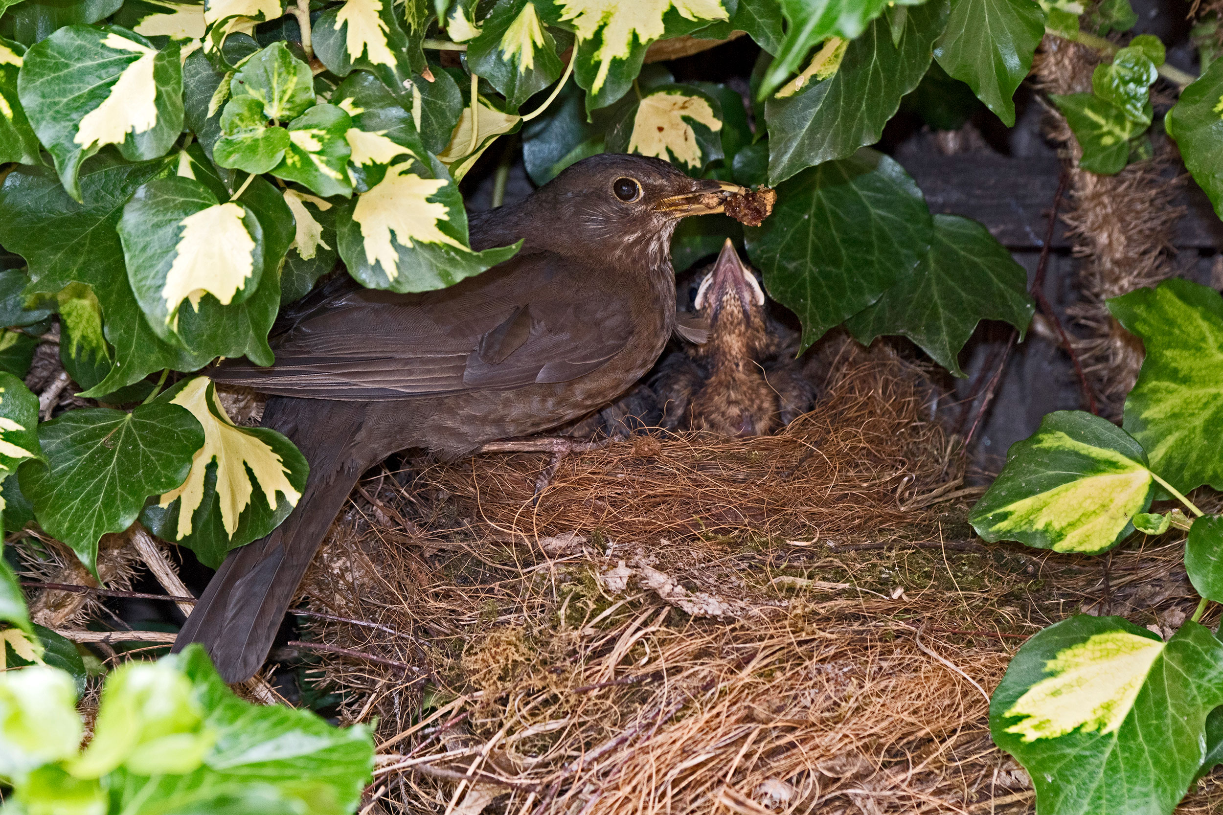 A Blackbird feeding young in its nest