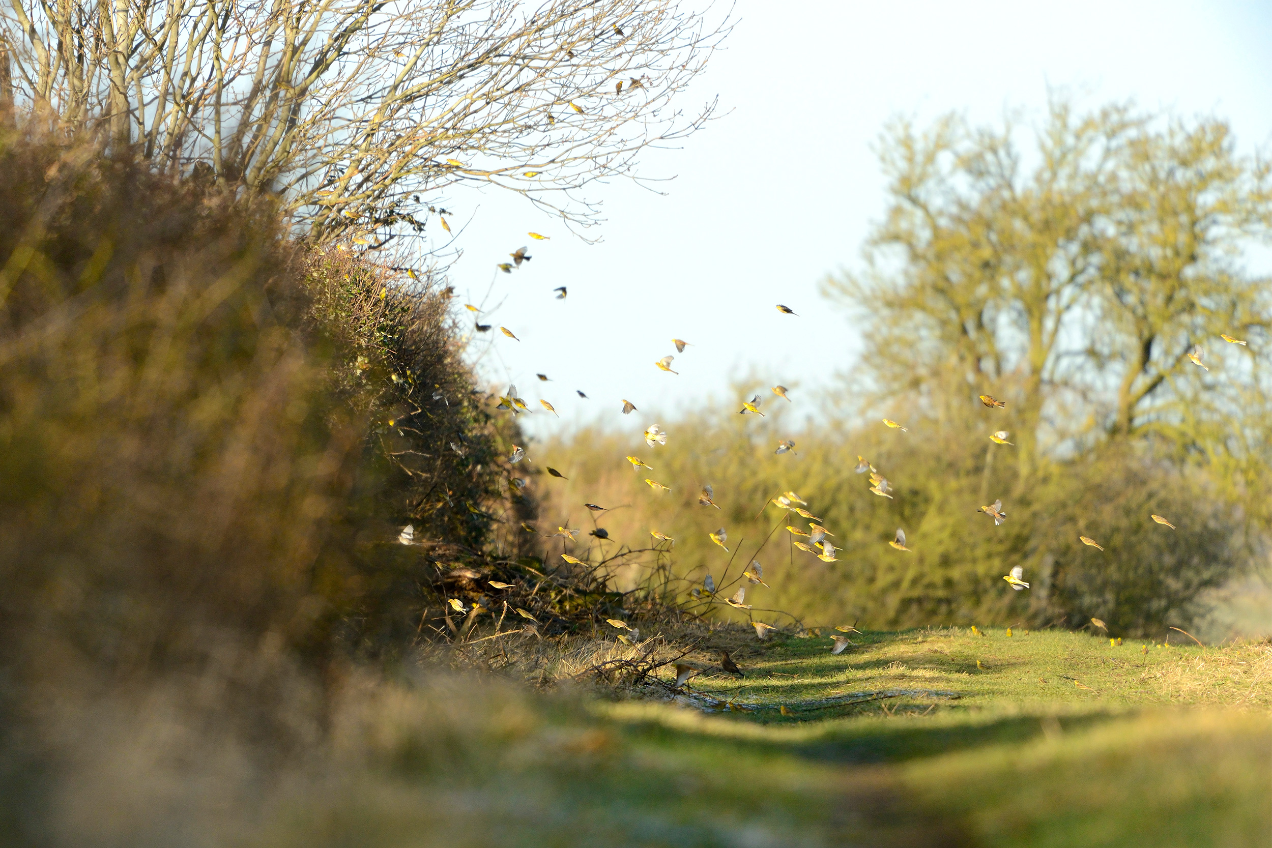 Flock of Yellowhammers