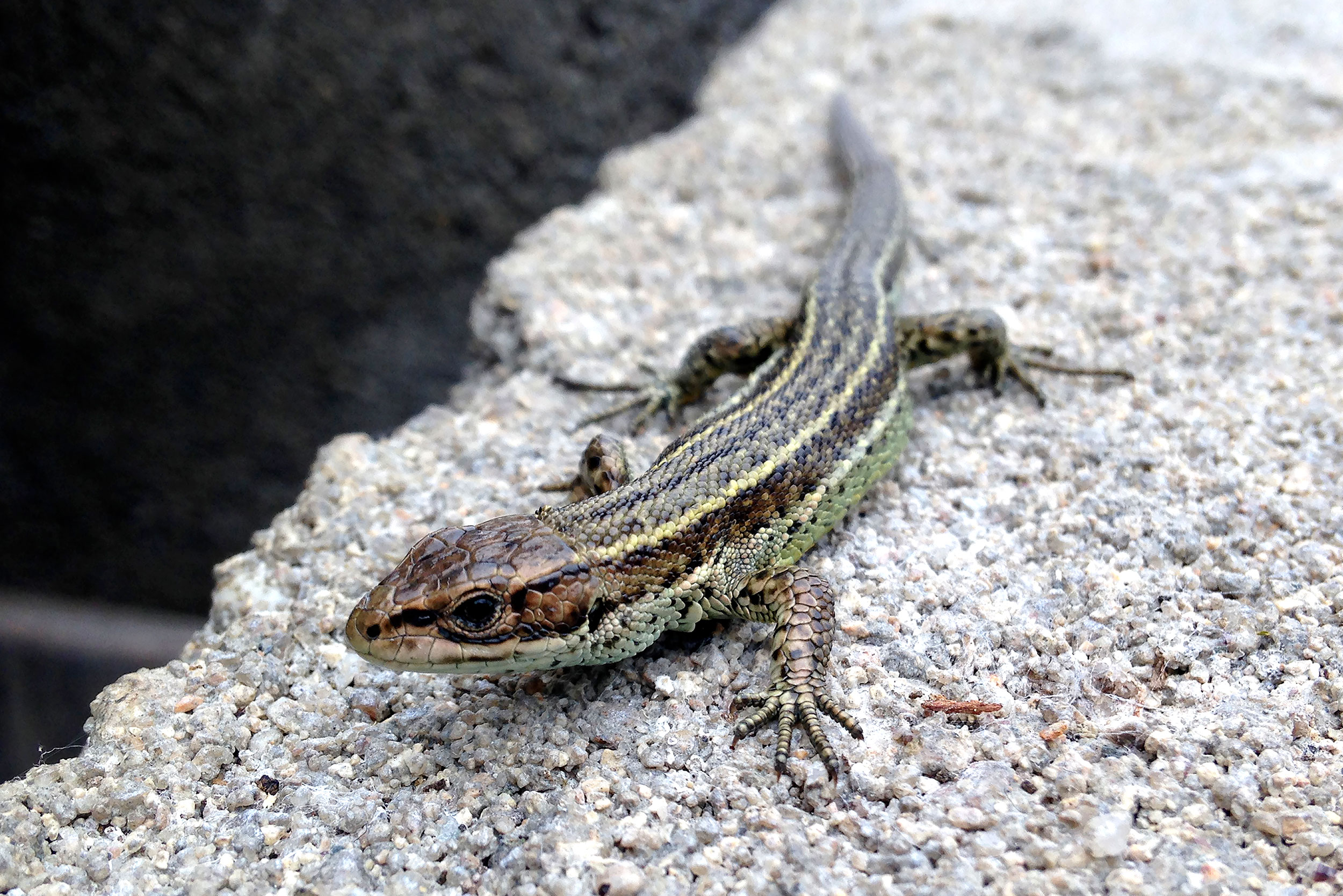 Common Lizard