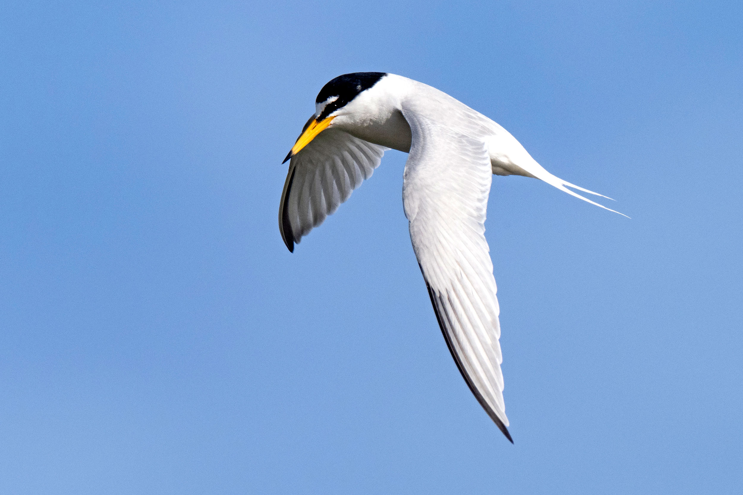 A Litte Tern in flight